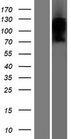 ls079847 tmem180 mfsd13a human over expression lysates nm 024789 wb testing 1