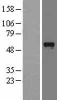 PDZD3 Human Over-expression Lysates NM_024791