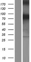 NEK11 Human Over-expression Lysates NM_001146003
