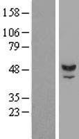 TUBAL3 Human Over-expression Lysates NM_024803