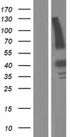 ls079863 c18orf22 rbfa human over expression lysates nm 024805 wb testing 1