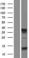 JHY Human Over-expression Lysates NM_199124