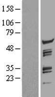 CPSF7 Human Over-expression Lysates NM_024811