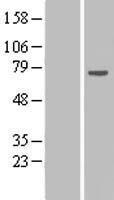 RPAP2 Human Over-expression Lysates NM_024813
