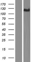 ls079875 thsd4 human over expression lysates nm 024817 wb testing 1