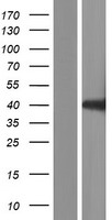 UBA5 Human Over-expression Lysates NM_198329