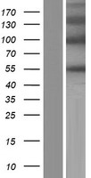 ls079883 podnl1 human over expression lysates nm 001146254 wb testing 2