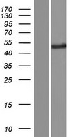 ls079883 podnl1 human over expression lysates nm 001146255 wb testing 3