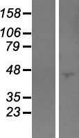 ls079883 podnl1 human over expression lysates nm 024825 wb testing 1