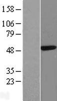 CAAP1 Human Over-expression Lysates NM_024828