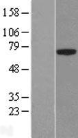ls079887 plbd1 human over expression lysates nm 024829 wb testing 1
