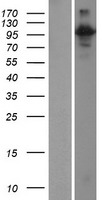 ls079890 rin3 human over expression lysates nm 024832 wb testing 1