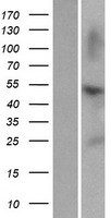 ls079894 znf672 human over expression lysates nm 024836 wb testing 1