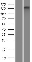ls079895 atp8b4 human over expression lysates nm 024837 wb testing 1