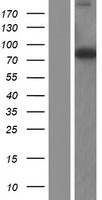 ls079896 thnsl1 human over expression lysates nm 024838 wb testing 1