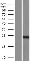 FLJ14213 (PRR5L) Human Over-expression Lysates NM_001160169