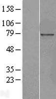 ls079902 pericentrin 1 nup85 human over expression lysates nm 024844 wb testing 1