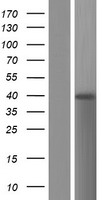BTNL8 Human Over-expression Lysates NM_001159709