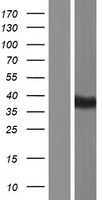 BTNL8 Human Over-expression Lysates NM_024850