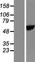 PYROXD1 Human Over-expression Lysates NM_024854