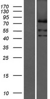ls079948 lppr3 plppr3 human over expression lysates nm 024888 wb testing 1