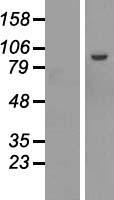 ls079954 nol10 human over expression lysates nm 024894 wb testing 1