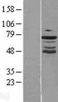 GRHL2 Human Over-expression Lysates NM_024915