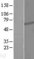 ls079989 ttc26 human over expression lysates nm 024926 wb testing 1