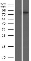 ls079990 plekhh3 human over expression lysates nm 024927 wb testing 1