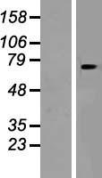 SLC24A6 (SLC8B1) Human Over-expression Lysates NM_024959