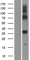 ls080045 gpr157 human over expression lysates nm 024980 wb testing 1
