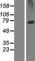ls080131 lrrc8e human over expression lysates nm 025061 wb testing 1