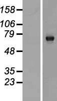 C13orf18 (RUBCNL) Human Over-expression Lysates NM_025113