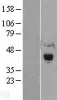 ls080196 rnf34 human over expression lysates nm 025126 wb testing 2
