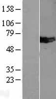 MUS81 Human Over-expression Lysates NM_025128