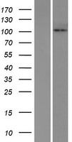 HKDC1 Human Over-expression Lysates NM_025130