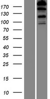 ls080206 fhod3 human over expression lysates nm 025135 wb testing 1