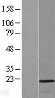 OPA3 Human Over-expression Lysates NM_025136