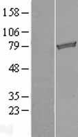 TARS2 Human Over-expression Lysates NM_025150