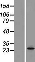 ls080228 orai2 human over expression lysates nm 032831 wb testing 2
