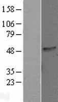 C16orf70 Human Over-expression Lysates NM_025187