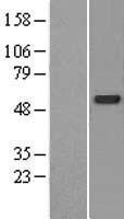 CDK5RAP3 Human Over-expression Lysates NM_176096