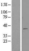 ls080298 mterf2 human over expression lysates nm 001033050 wb testing 1