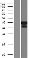 ls080318 gkap1 human over expression lysates nm 001135953 wb testing 2