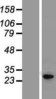 ls080333 kcnip4 human over expression lysates nm 025221 wb testing 1