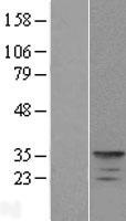 ls080333 kcnip4 human over expression lysates nm 147182 wb testing 2