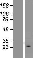 ls080333 kcnip4 human over expression lysates nm 147183 wb testing 3