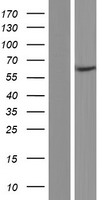 WDR23 (DCAF11) Human Over-expression Lysates NM_181357