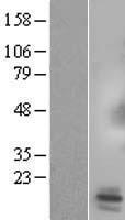 SPX Human Over-expression Lysates NM_030572