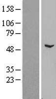 ls080818 znf436 human over expression lysates nm 030634 wb testing 2